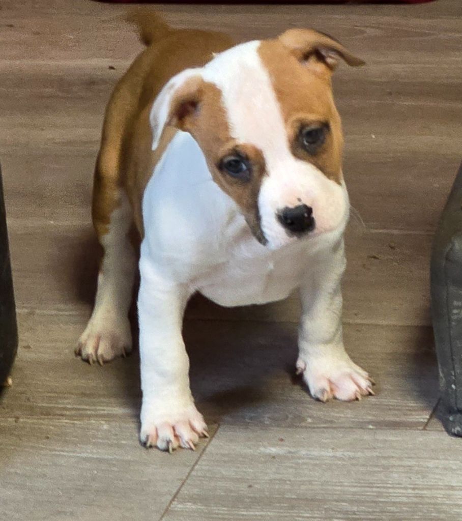 du temple de Gaïa - Chiot disponible  - American Staffordshire Terrier