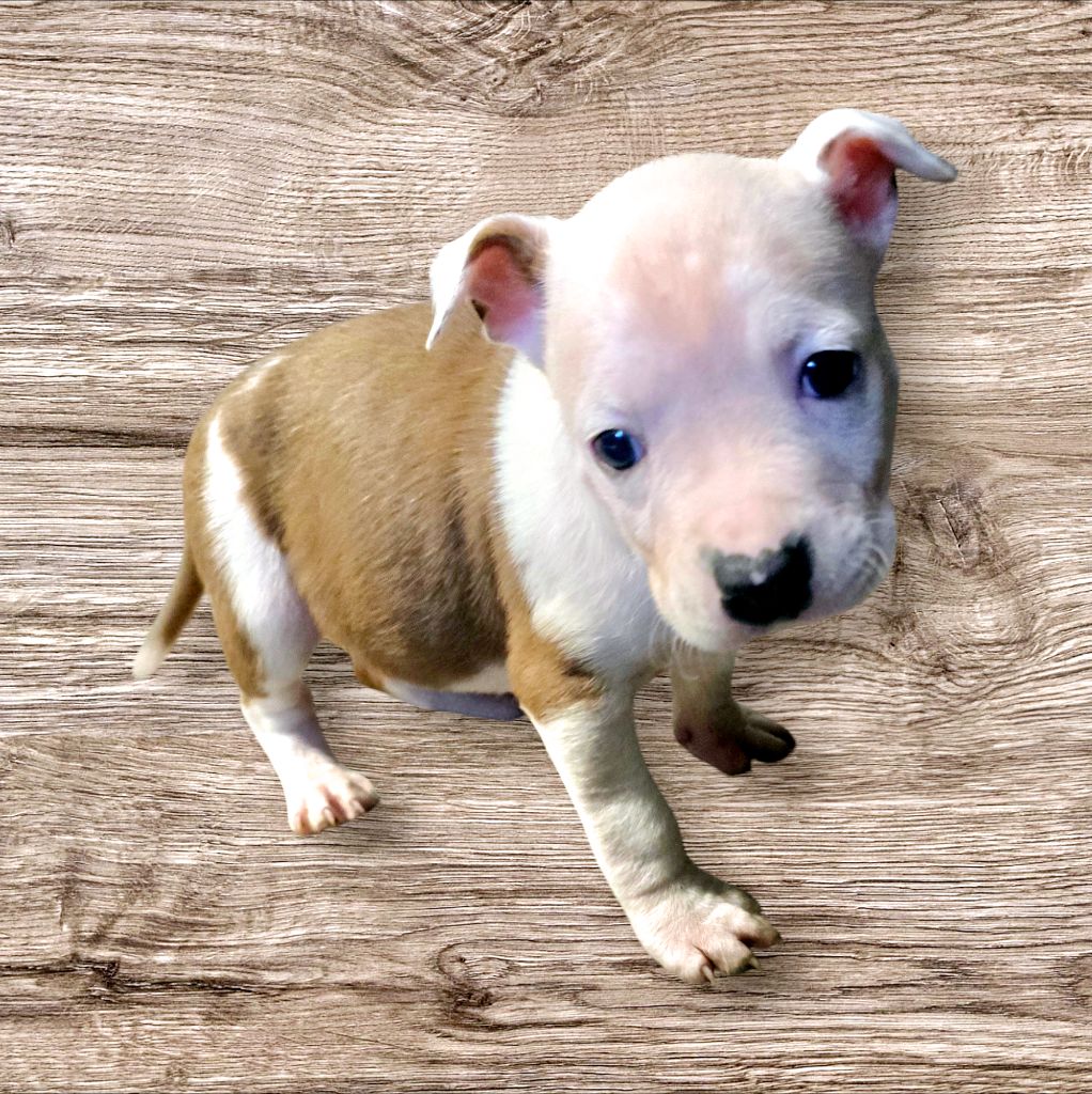 du temple de Gaïa - Chiot disponible  - American Staffordshire Terrier