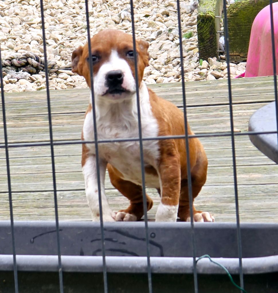 du temple de Gaïa - Chiot disponible  - American Staffordshire Terrier