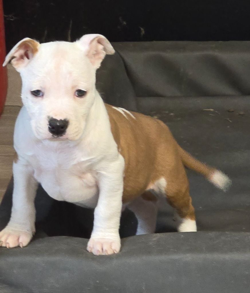 du temple de Gaïa - Chiot disponible  - American Staffordshire Terrier