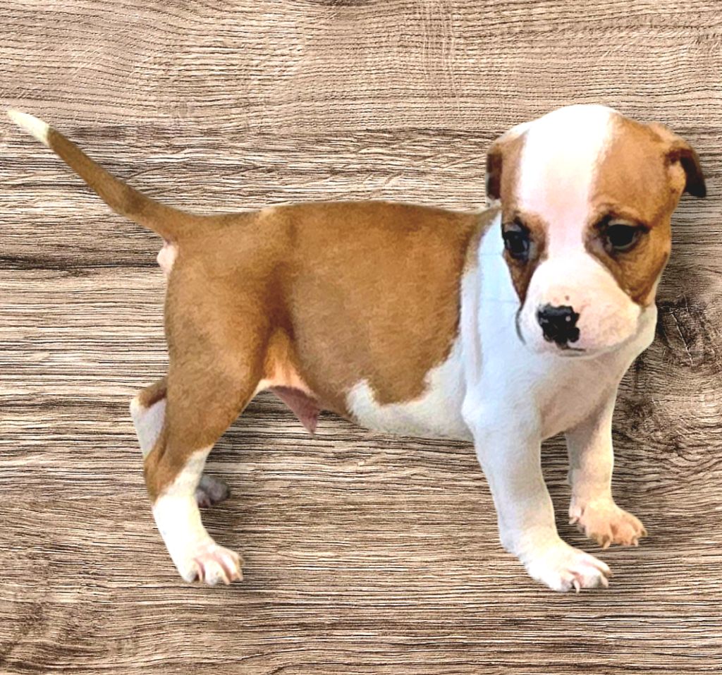 du temple de Gaïa - Chiot disponible  - American Staffordshire Terrier