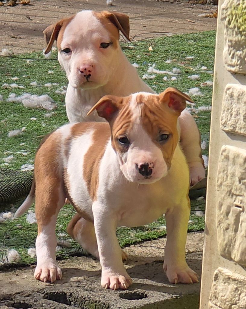du temple de Gaïa - Chiot disponible  - American Staffordshire Terrier