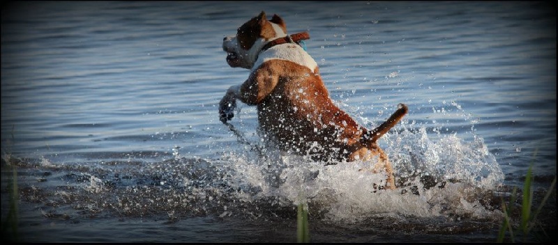 Photo de nos chiens