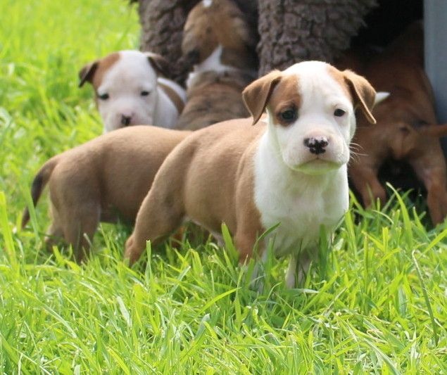 Chiot American Staffordshire Terrier du temple de Gaïa