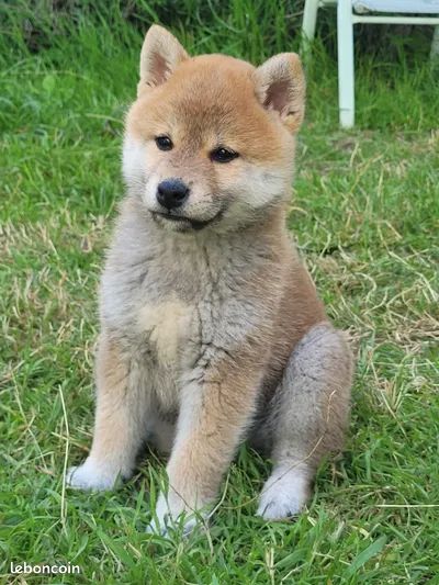 Chiot Shiba du temple de Gaïa