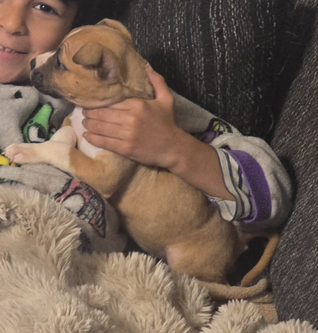 du temple de Gaïa - Chiots disponibles - American Staffordshire Terrier