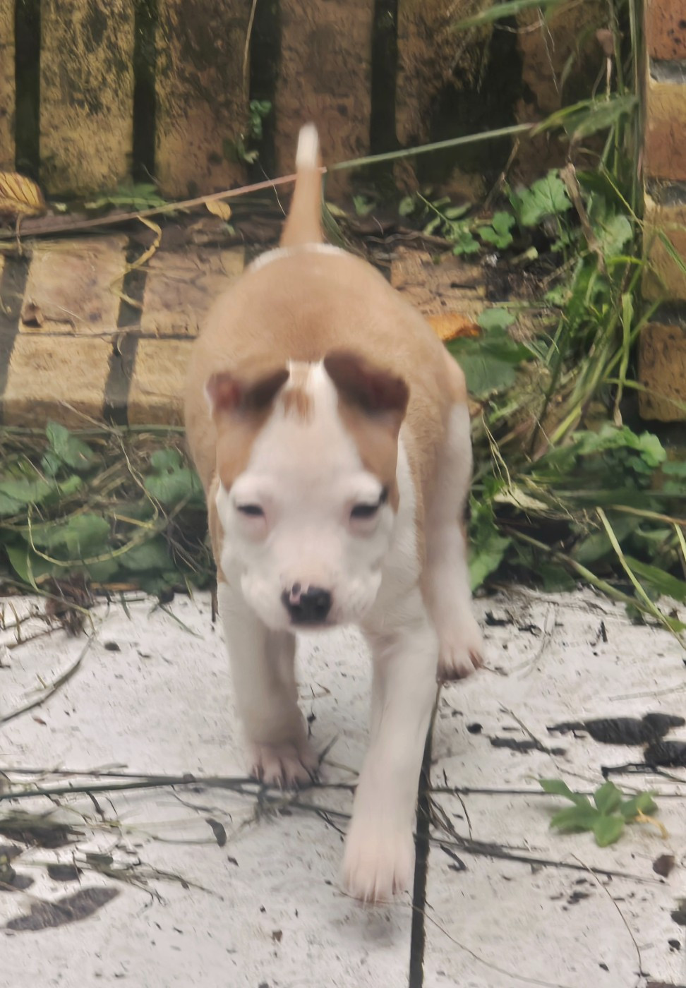 du temple de Gaïa - Chiots disponibles - American Staffordshire Terrier