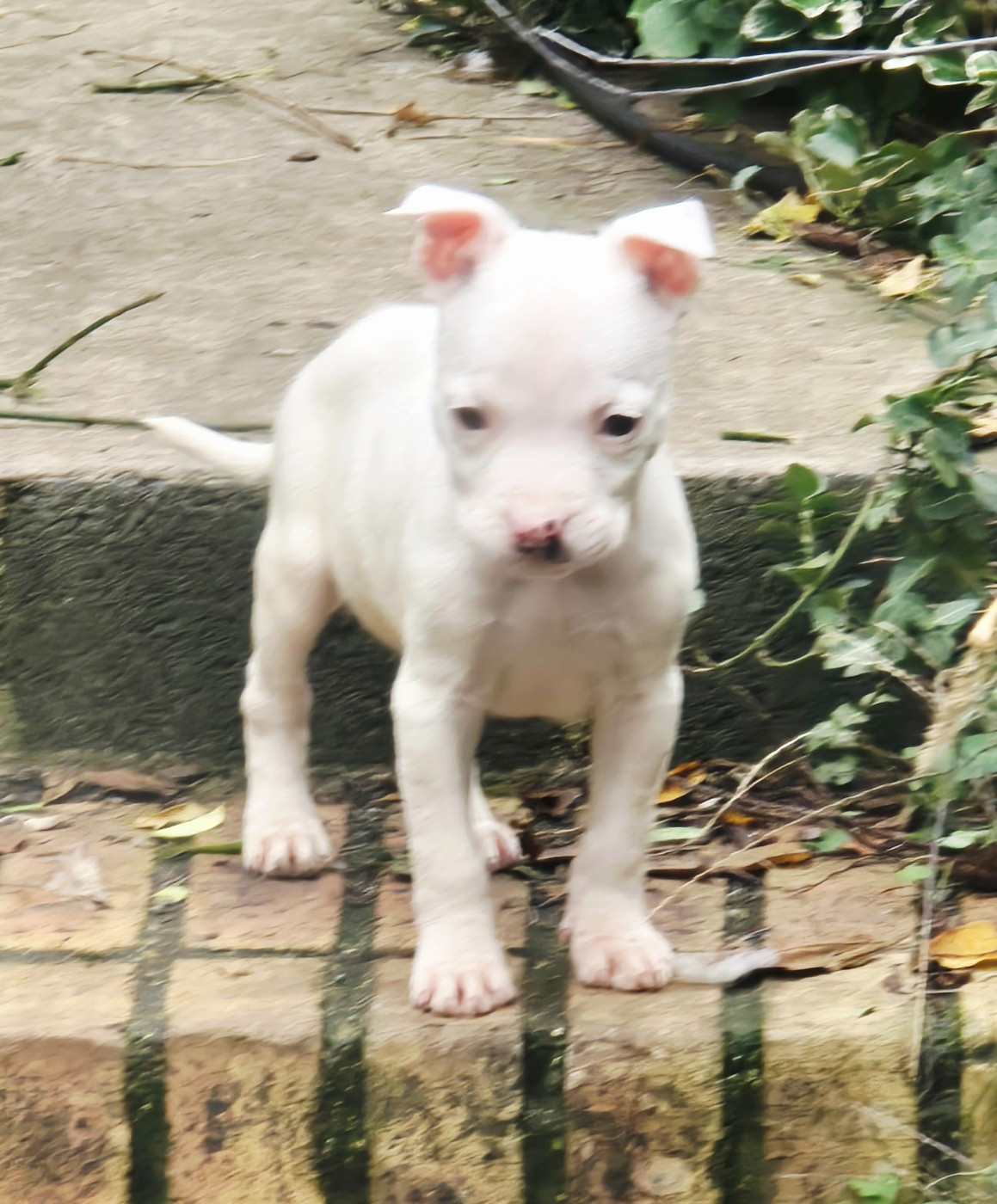 du temple de Gaïa - Chiots disponibles - American Staffordshire Terrier