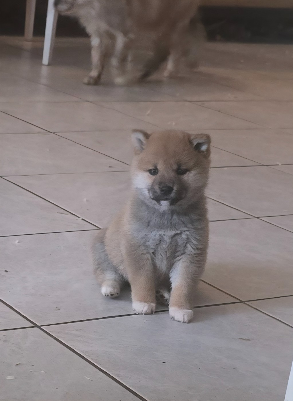 du temple de Gaïa - Chiots disponibles - Shiba