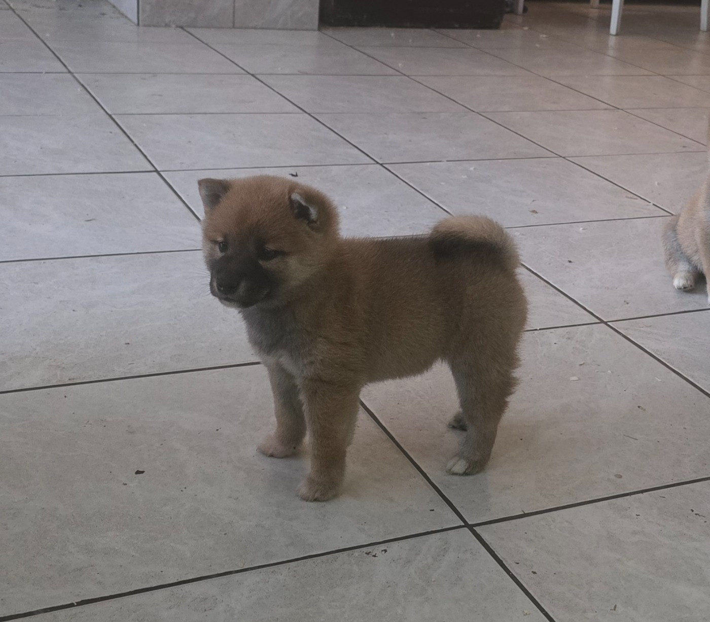 du temple de Gaïa - Chiots disponibles - Shiba