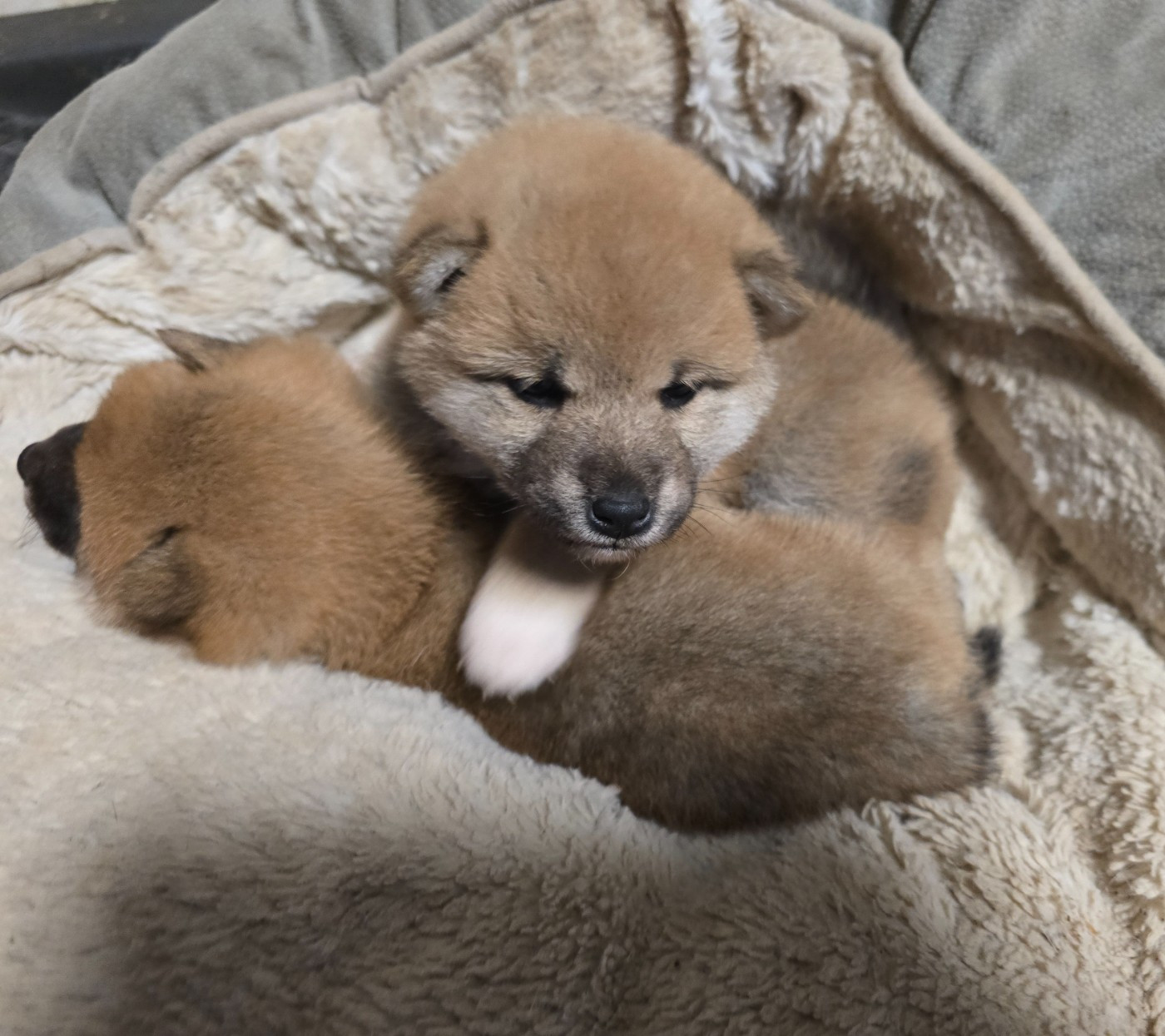 Chiot Shiba du temple de Gaïa