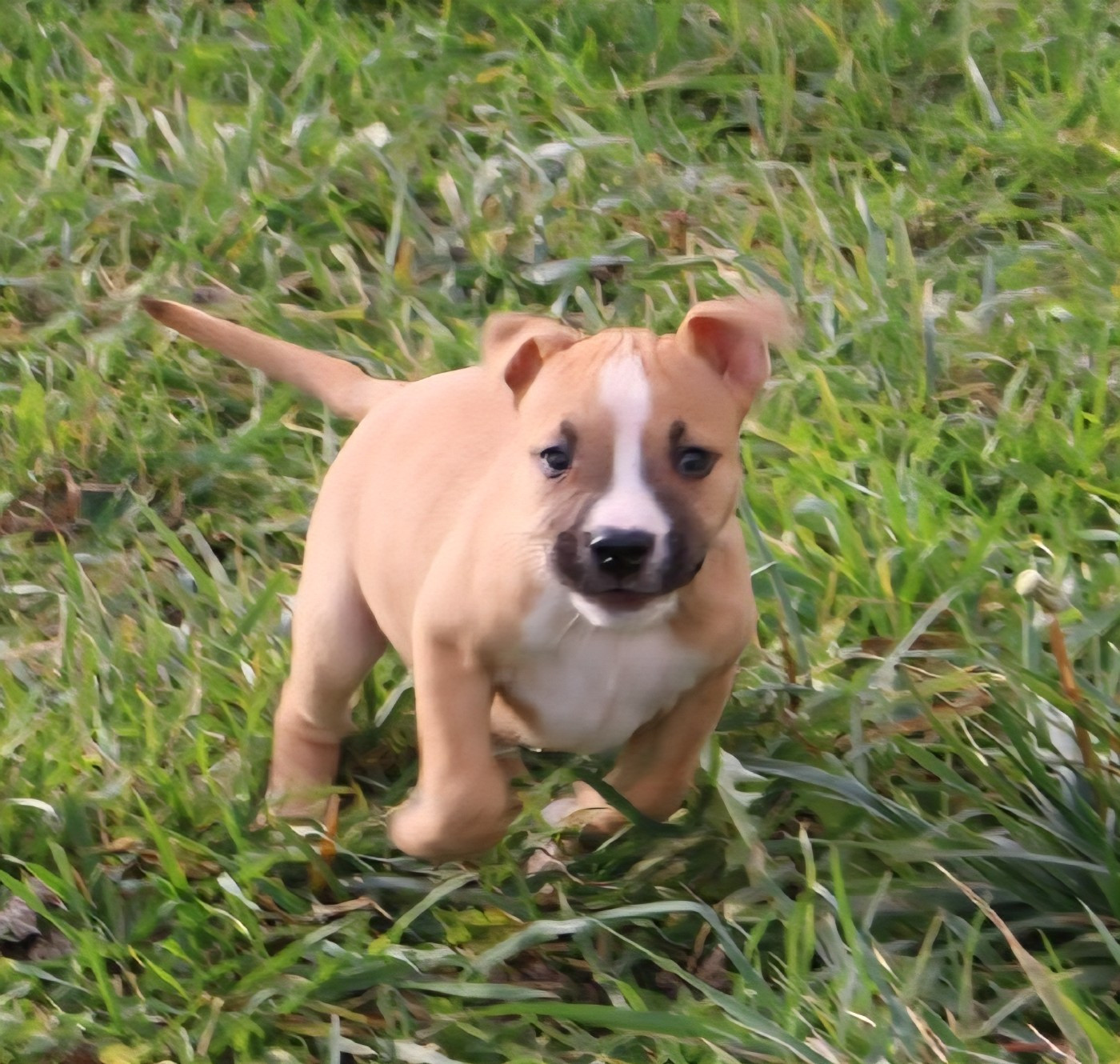 du temple de Gaïa - Chiots disponibles - American Staffordshire Terrier