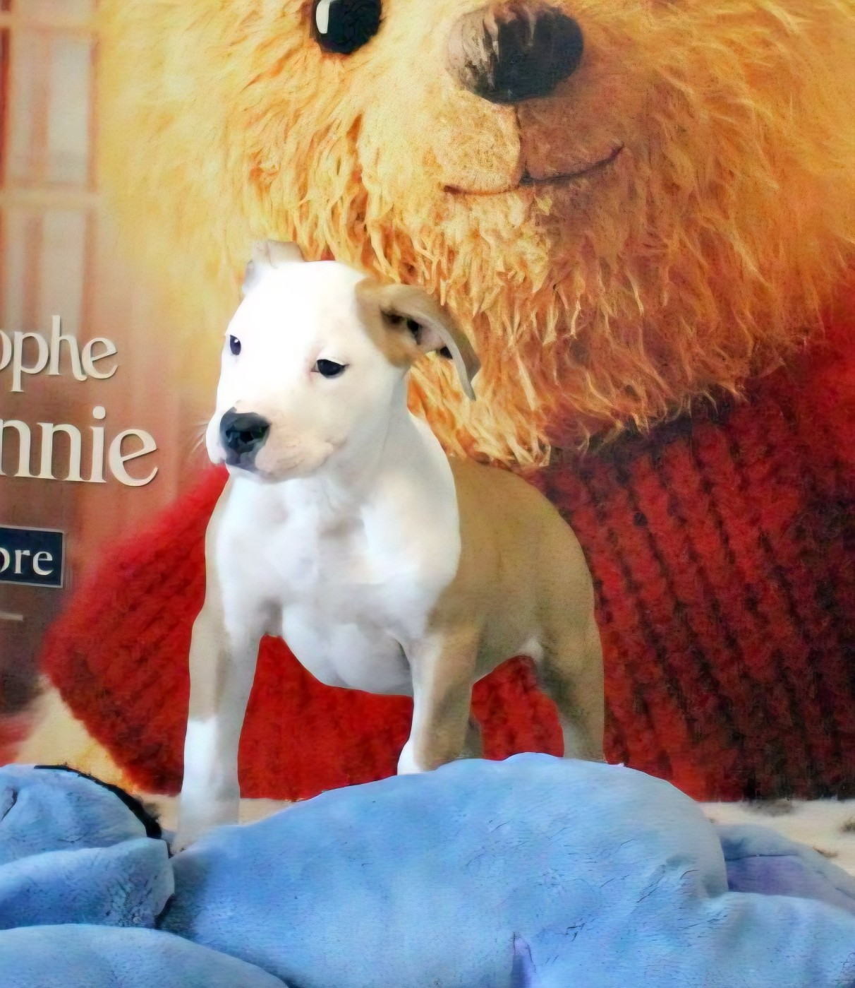 du temple de Gaïa - Chiots disponibles - American Staffordshire Terrier