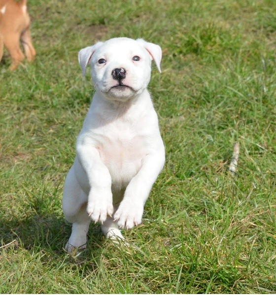 du temple de Gaïa - Chiots disponibles - American Staffordshire Terrier