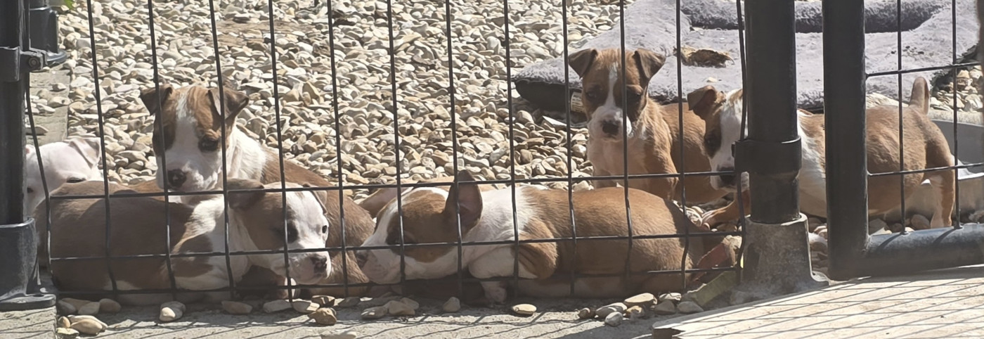 Chiot American Staffordshire Terrier du temple de Gaïa