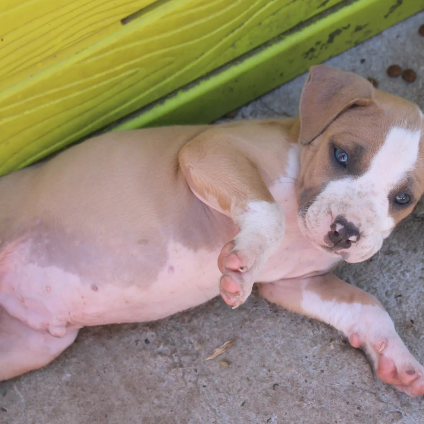 du temple de Gaïa - Chiots disponibles - American Staffordshire Terrier
