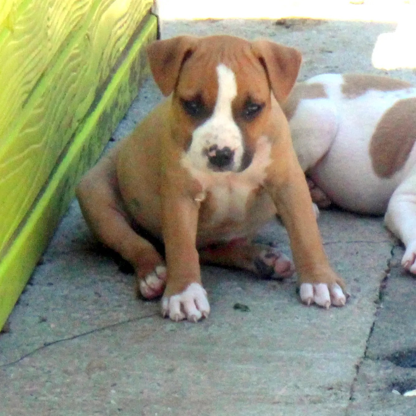 du temple de Gaïa - Chiots disponibles - American Staffordshire Terrier