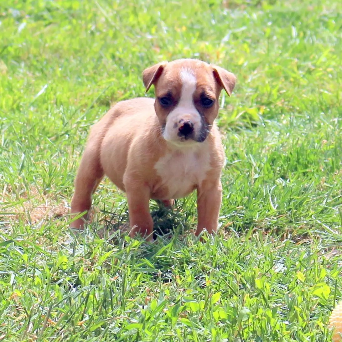 du temple de Gaïa - Chiots disponibles - American Staffordshire Terrier