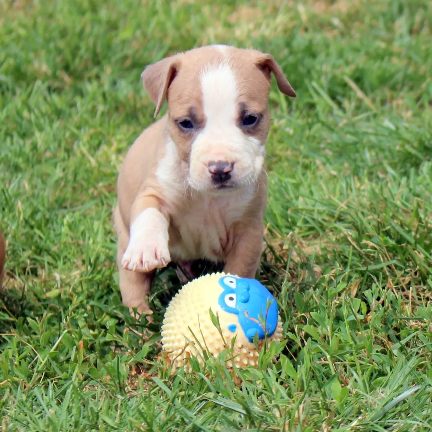 du temple de Gaïa - Chiots disponibles - American Staffordshire Terrier