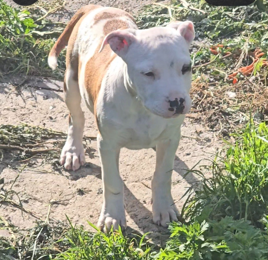 du temple de Gaïa - Chiots disponibles - American Staffordshire Terrier