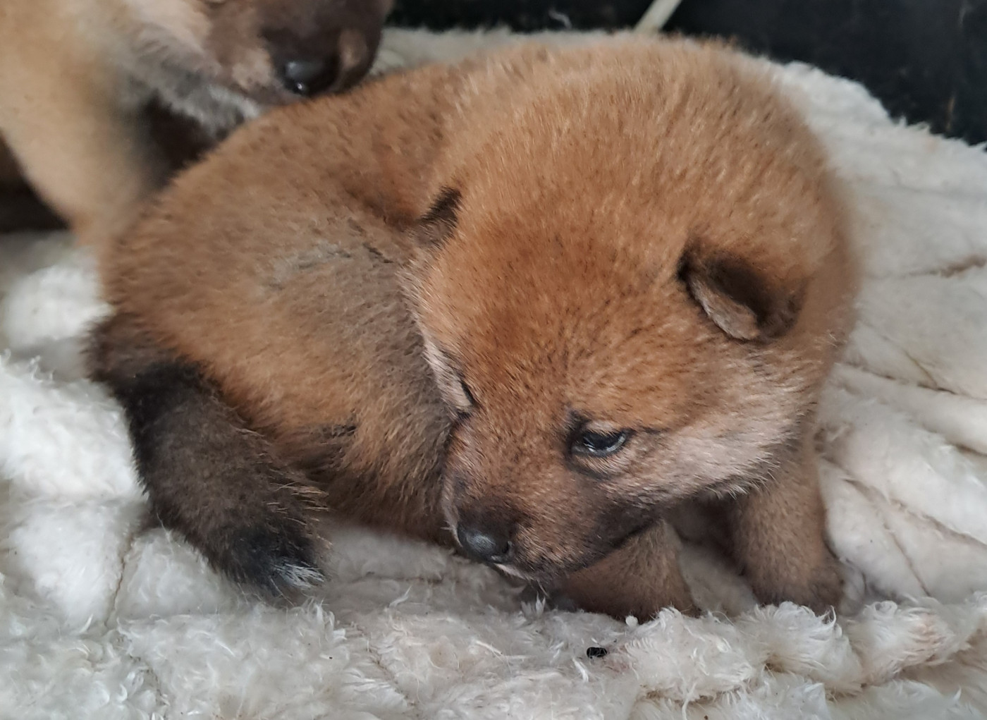 du temple de Gaïa - Chiots disponibles - Shiba