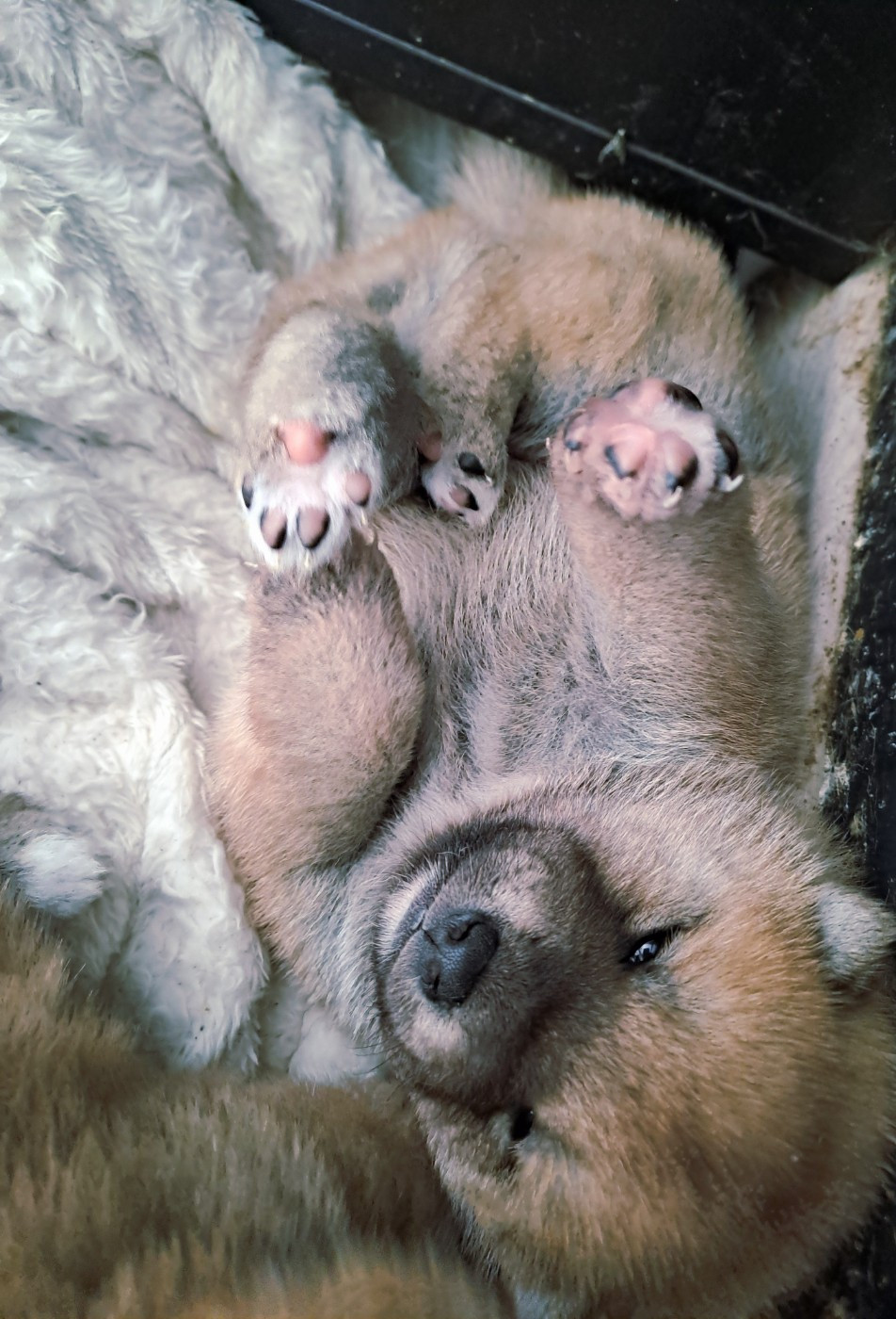 Chiot Shiba du temple de Gaïa