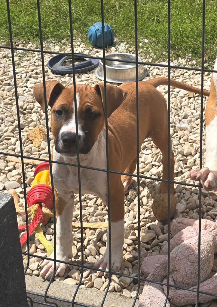 du temple de Gaïa - Chiots disponibles - American Staffordshire Terrier