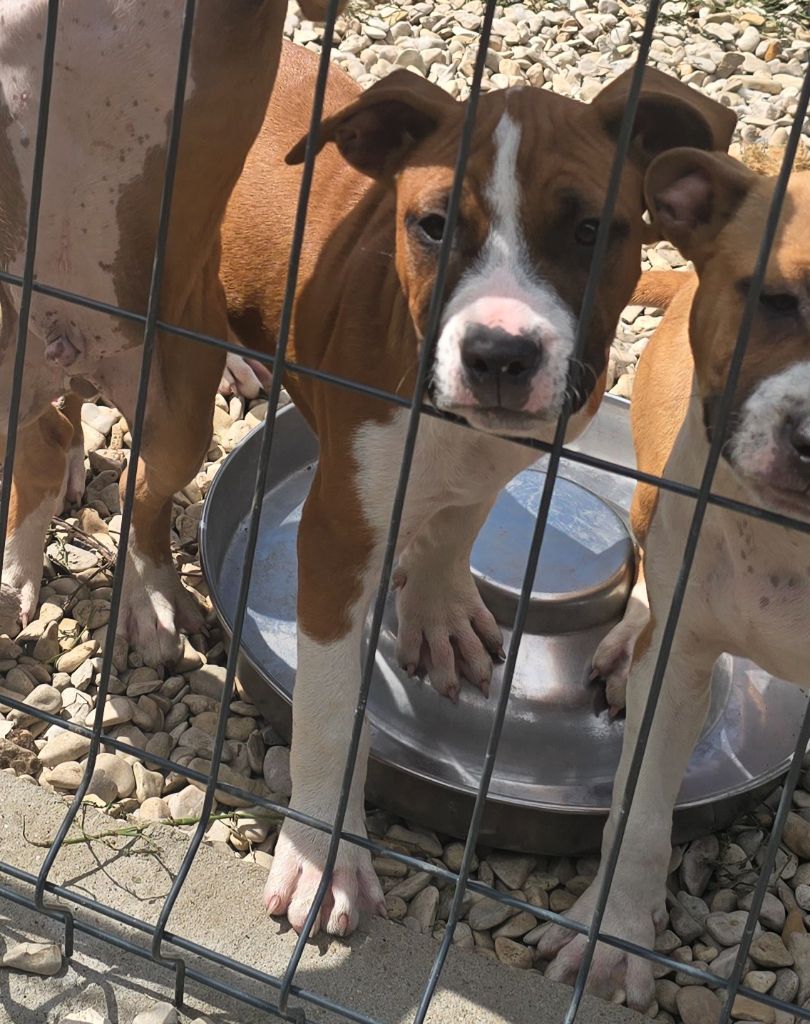 du temple de Gaïa - Chiots disponibles - American Staffordshire Terrier