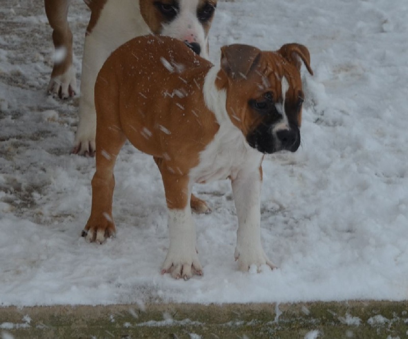 Chiot American Staffordshire Terrier du temple de Gaïa