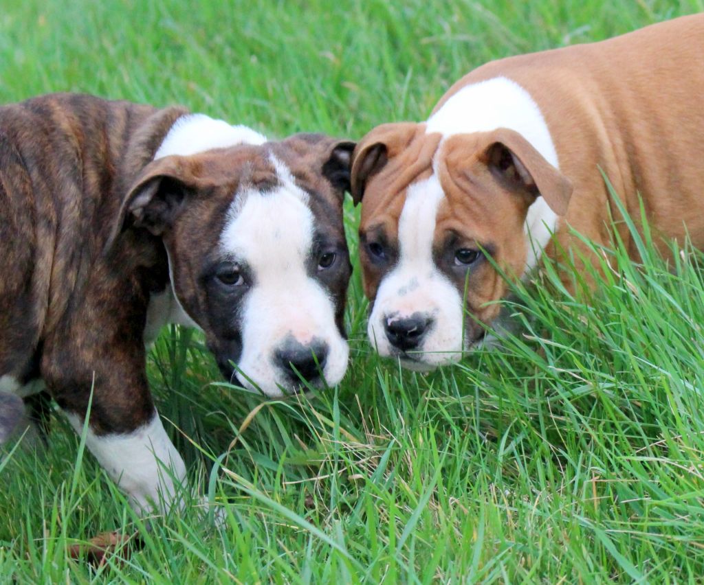 Chiot American Staffordshire Terrier du temple de Gaïa