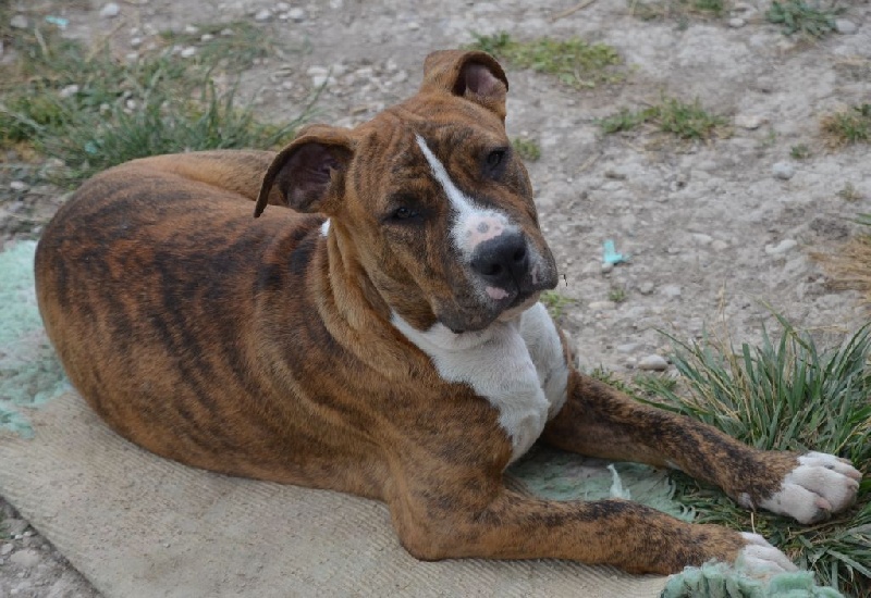 Chiot American Staffordshire Terrier du temple de Gaïa