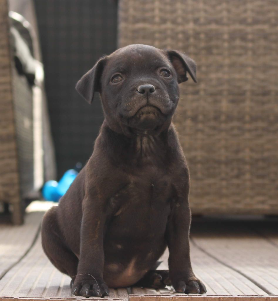 Chiot Staffordshire Bull Terrier du temple de Gaïa