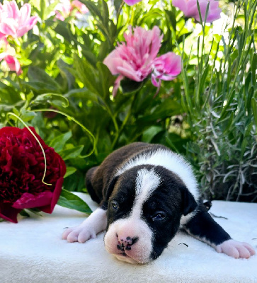 CHIOT 3