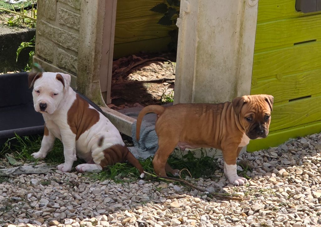 du temple de Gaïa - American Staffordshire Terrier - Portée née le 11/06/2024